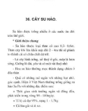 Cây thức ăn gia súc giàu chất dinh dưỡng part 9