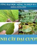 Bài giảng Bệnh cây đại cương: Phần I - ĐH Nông nghiệp Hà Nội