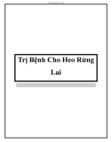 Trị Bệnh Cho Heo Rừng Lai