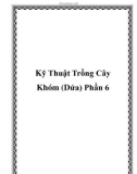 Kỹ Thuật Trồng Cây Khóm (Dứa) Phần 6