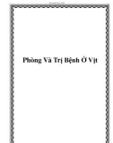 Phòng Và Trị Bệnh Ở Vịt