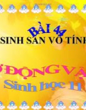 Bài giảng Sinh học 11 bài 44: Sinh sản vô tính ở động vật