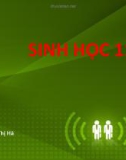 Bài giảng Sinh học 11 - Bài 44: Sinh sản vô tính ở động vật (Nguyễn Thị Hà)