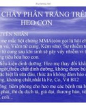 Bài giảng Tiêu chảy phân trắng trên heo con