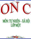 Bài giảng TNXH 1 bài 25: Con cá