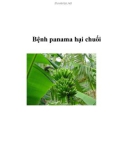 Bệnh panama hại chuối