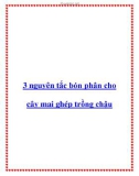 3 nguyên tắc bón phân cho cây mai ghép trồng chậu