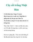 Cây sồi trắng Nhật Bản