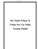 Kỹ Thuật Trồng Và Chăm Sóc Cây Nhãn Trưởng Thành