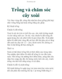 Trồng và chăm sóc cây xoài