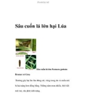 Sâu cuốn lá lớn hại Lúa