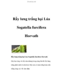 Rầy lưng trắng hại Lúa Sogatella furcifera Horvath