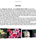 Cây cảnh, cây hoa cảnh part 6