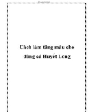 Cách làm tăng màu cho dòng cá Huyết Long