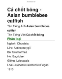 Cá chốt bông-Asian bumblebee catfish