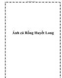 Ảnh cá Rồng Huyết Long