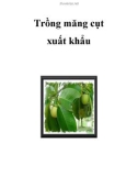 Trồng măng cụt xuất khẩu