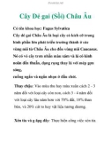 Cây Dẻ gai (Sồi) Châu Âu