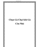 Chọn Gà Chọi Khi Gà Còn Nhỏ