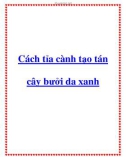 Cách tỉa cành tạo tán cây bưởi da xanh