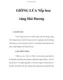 GIỐNG LÚA Nếp hoa vàng Hải Dương