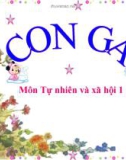 Bài giảng TNXH 1 bài 26: Con gà