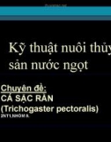 Bài thuyết trình: Cá rặc rằn