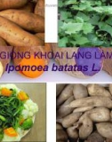 Chọn giống khoai lang làm rau