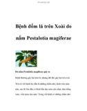 Bệnh đốm lá trên Xoài do nấm Pestalotia magiferae