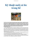 Kỹ thuật nuôi cá lóc trong bể