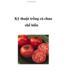 Kỹ thuật trồng cà chua chế biến