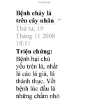 Bệnh cháy lá cây nhãn