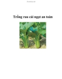 Trồng rau cải ngọt an toàn