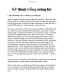 Kỹ thuật trồng măng tây