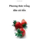 Phương thức trồng dâu cải tiến