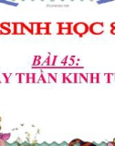 Bài giảng Sinh học 8 bài 45: Dây thần kinh tủy