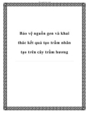 Bảo vệ nguồn gen và khai thác kết quả tạo trầm nhân tạo trên cây trầm hương