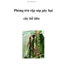 Phòng trừ rệp sáp gây hại cây hồ tiêu