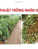 Bài giảng Kỹ thuật trồng nhãn IDO