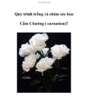 Quy trình trồng và chăm sóc hoa Cẩm Chướng ( carnation)?