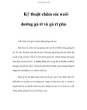 Kỹ thuật chăm sóc nuôi dưỡng gà ri và gà ri pha