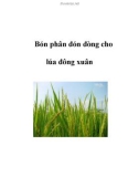 Bón phân đón đòng cho lúa đông xuân