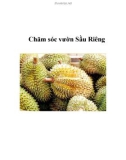 Chăm sóc vườn Sầu Riêng