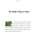 Kinh nghiệm trồng cây cà chua trên đất phù sa