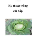 Kỹ thuật trồng cải bắp