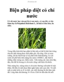 Biện pháp diệt cỏ chỉ nước