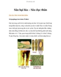 Sâu hại lúa – Sâu đục thân