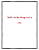 Nuôi cá điêu hồng sau vụ tôm