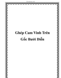 Ghép Cam Vinh Trên Gốc Bưởi Diễn