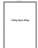 Giống Quýt Hồng